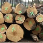 Grumes de Frêne de haute qualité PEFC par 1 camion – 60M3